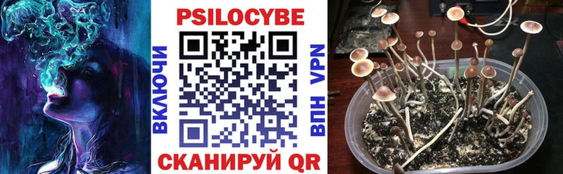сколько стоит  Альметьевск  Псилоцибиновые грибы Psilocybine cubensis 